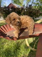 Stella REDUCED, a female Poodle - Toy  for sale in Saint Joseph, MO – Photo 9 of 10