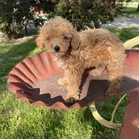 Stella REDUCED, a female Poodle - Toy  for sale in Saint Joseph, MO – Photo 2 of 10