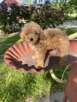 Stella REDUCED, a female Poodle - Toy  for sale in Saint Joseph, MO – Photo 2 of 10