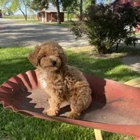 Stella REDUCED, a female Poodle - Toy  for sale in Saint Joseph, MO – Photo 4 of 10
