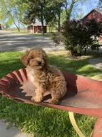 Stella REDUCED, a female Poodle - Toy  for sale in Saint Joseph, MO – Photo 4 of 10