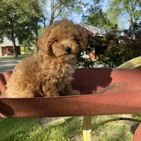 Stella REDUCED, a female Poodle - Toy  for sale in Saint Joseph, MO – Photo 8 of 10