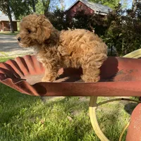 Stella REDUCED, a female Poodle - Toy  for sale in Saint Joseph, MO – Photo 10 of 10