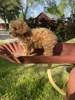 Stella REDUCED, a female Poodle - Toy  for sale in Saint Joseph, MO – Photo 10 of 10