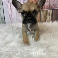 Emma, a female French Bulldog for sale in Saint Joseph, MO – Photo 8 of 8