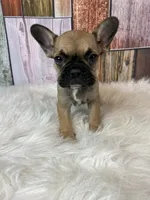 Emma, a female French Bulldog for sale in Saint Joseph, MO – Photo 8 of 8