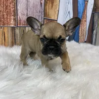 Emma, a female French Bulldog for sale in Saint Joseph, MO – Photo 2 of 8