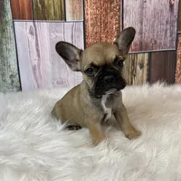 Emma, a female French Bulldog for sale in Saint Joseph, MO – Photo 1 of 8