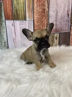 Emma, a female French Bulldog for sale in Saint Joseph, MO – Photo 1 of 8