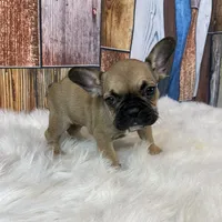 Emma, a female French Bulldog for sale in Saint Joseph, MO – Photo 4 of 8