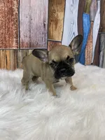 Emma, a female French Bulldog for sale in Saint Joseph, MO – Photo 4 of 8