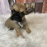 Emma, a female French Bulldog for sale in Saint Joseph, MO – Photo 3 of 8