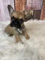 Emma, a female French Bulldog for sale in Saint Joseph, MO – Photo 3 of 8