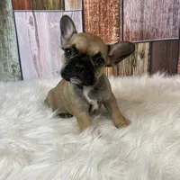 Emma, a female French Bulldog for sale in Saint Joseph, MO – Photo 6 of 8