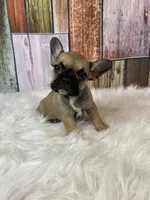 Emma, a female French Bulldog for sale in Saint Joseph, MO – Photo 6 of 8