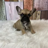 Emma, a female French Bulldog for sale in Saint Joseph, MO – Photo 5 of 8