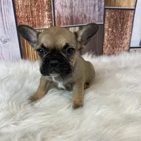 Emma, a female French Bulldog for sale in Saint Joseph, MO – Photo 7 of 8