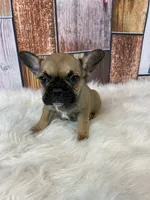 Emma, a female French Bulldog for sale in Saint Joseph, MO – Photo 7 of 8