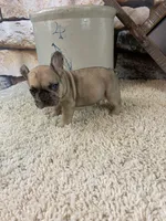 Jax, a male French Bulldog for sale in Saint Joseph, MO – 6 of 7