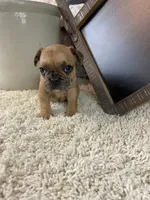 Kane, a male French Bulldog for sale in Saint Joseph, MO – 4 of 7