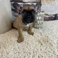 Dottie Reduced, a female French Bulldog for sale in Saint Joseph, MO – Photo 7 of 10
