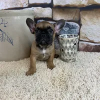 Dottie Reduced, a female French Bulldog for sale in Saint Joseph, MO – Photo 2 of 10