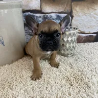 Dottie Reduced, a female French Bulldog for sale in Saint Joseph, MO – Photo 6 of 10