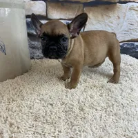 Dottie Reduced, a female French Bulldog for sale in Saint Joseph, MO – Photo 8 of 10