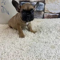 Dottie Reduced, a female French Bulldog for sale in Saint Joseph, MO – Photo 5 of 10