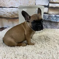 Dottie Reduced, a female French Bulldog for sale in Saint Joseph, MO – Photo 3 of 10