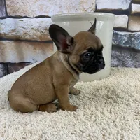 Dottie Reduced, a female French Bulldog for sale in Saint Joseph, MO – Photo 10 of 10
