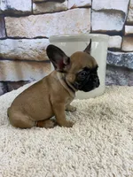 Dottie Reduced, a female French Bulldog for sale in Saint Joseph, MO – Photo 10 of 10