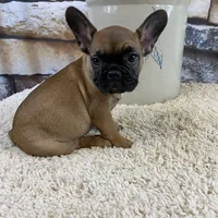 Dottie Reduced, a female French Bulldog for sale in Saint Joseph, MO – Photo 1 of 10