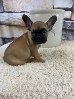 Dottie Reduced, a female French Bulldog for sale in Saint Joseph, MO – Photo 1 of 10
