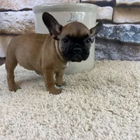 Dottie Reduced, a female French Bulldog for sale in Saint Joseph, MO – Photo 9 of 10