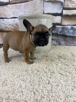 Dottie Reduced, a female French Bulldog for sale in Saint Joseph, MO – Photo 9 of 10