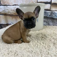 Dottie Reduced, a female French Bulldog for sale in Saint Joseph, MO – Photo 4 of 10