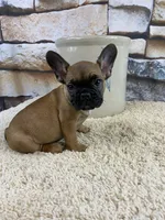Dottie Reduced, a female French Bulldog for sale in Saint Joseph, MO – Photo 4 of 10
