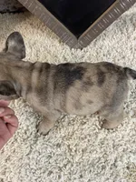 Kimmy, a female French Bulldog for sale in Saint Joseph, MO – 3 of 8