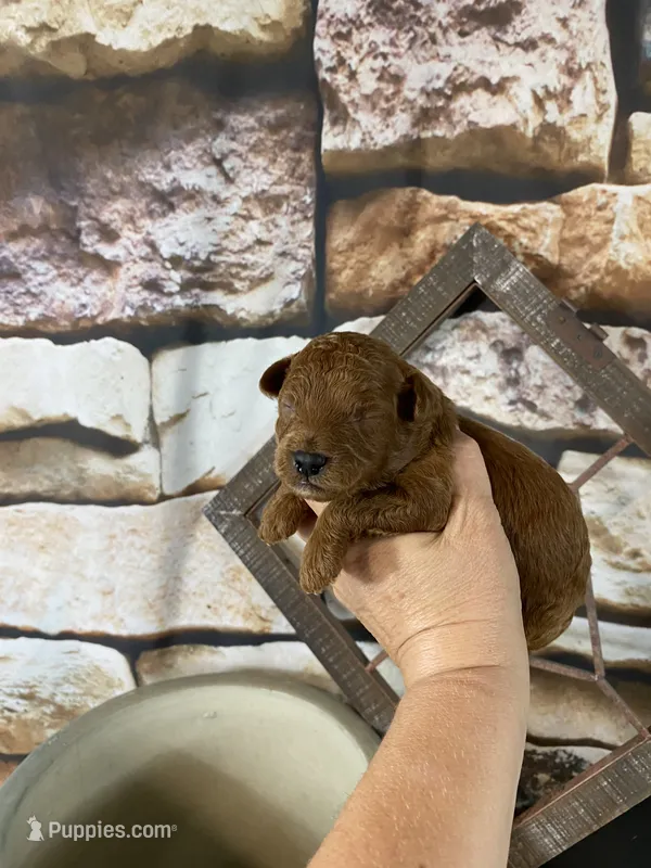 Hudson – Poodle - Toy  puppy for sale in Saint Joseph, MO