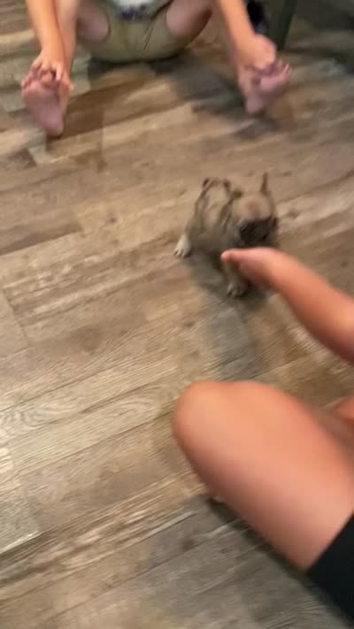 Kimmy, a female French Bulldog for sale in Saint Joseph, MO – 8 of 8
