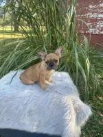 Kane, a male French Bulldog for sale in Saint Joseph, MO – 6 of 7