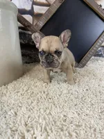 Jax, a male French Bulldog for sale in Saint Joseph, MO – 5 of 7