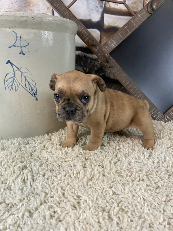 Kane – French Bulldog puppy for sale in Saint Joseph, MO