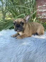 Kane, a male French Bulldog for sale in Saint Joseph, MO – 7 of 7