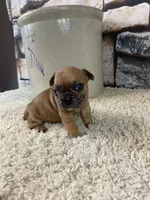 Kane, a male French Bulldog for sale in Saint Joseph, MO – 5 of 8
