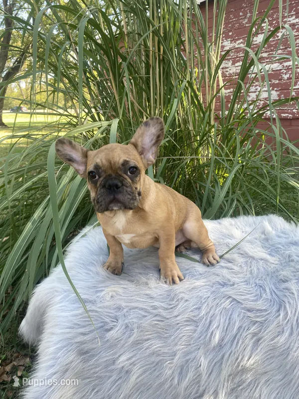 Kane – French Bulldog puppy for sale in Saint Joseph, MO