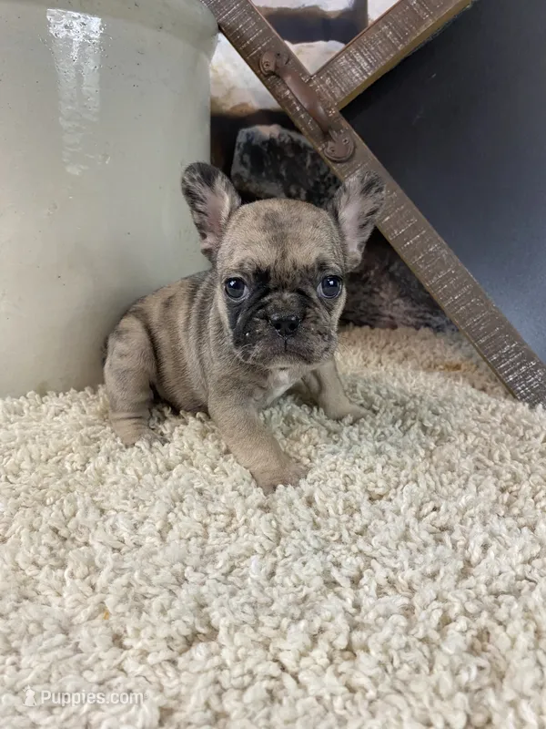 Kimmy – French Bulldog puppy for sale in Saint Joseph, MO