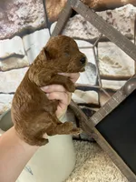 Hudson, a male Poodle - Toy  for sale in Saint Joseph, MO – 2 of 7