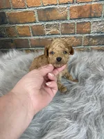 Toby, a male Poodle - Toy  for sale in Saint Joseph, MO – 2 of 5